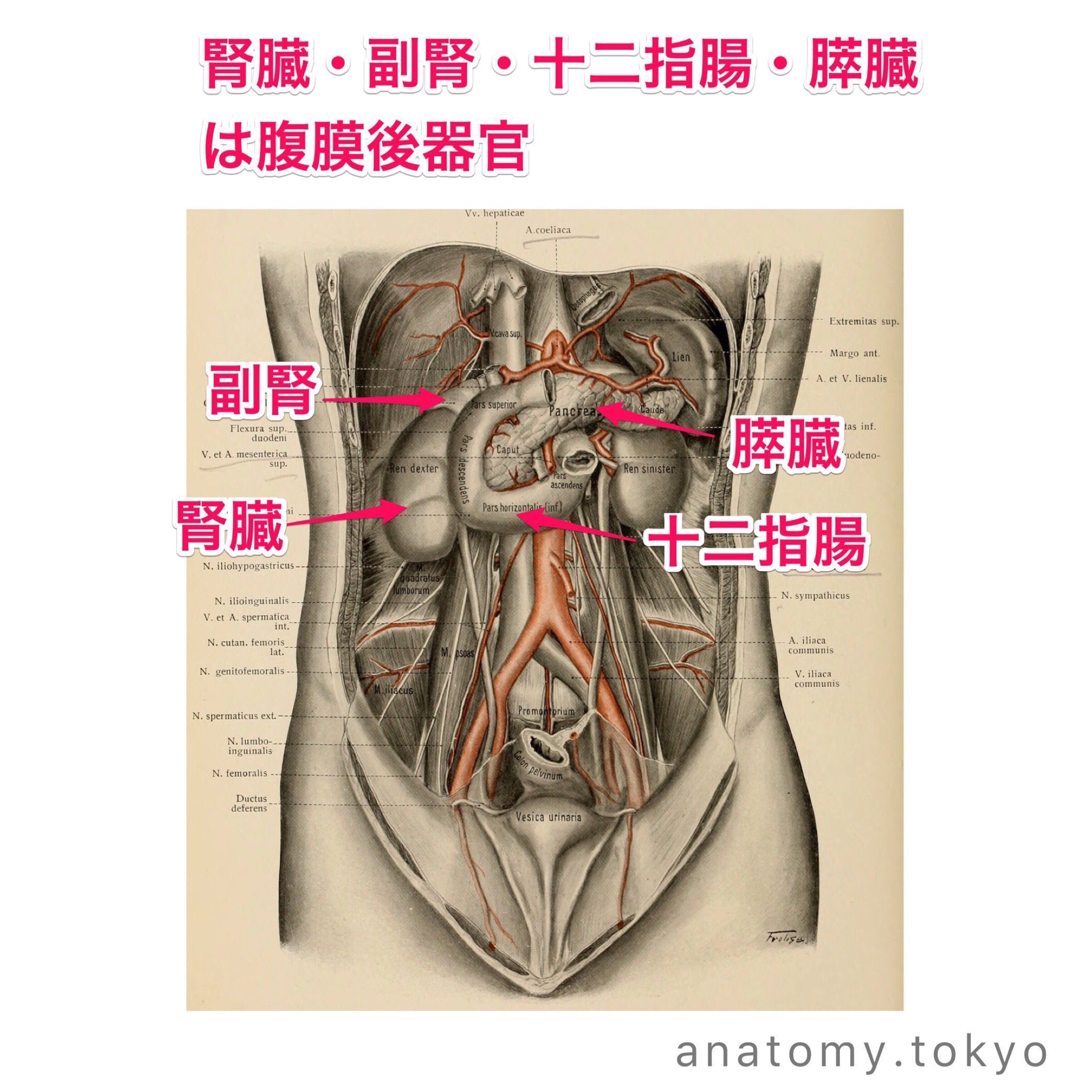 黒澤一弘（かずひろ）解剖学IT教育・指圧師・ラダック on X: 