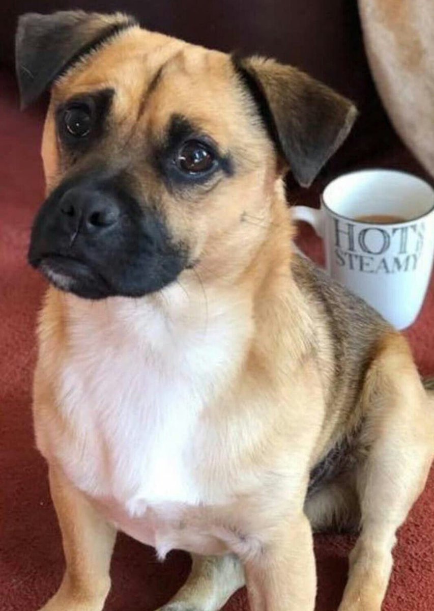 veryluckypugs's tweet photo. MISSING JRT 😢 West Yorkshire 5/10/18 💔
#missingronnie @vincerock6 @gelert01 @GetDanaHome https://t.co/yaYMqbrKGZ