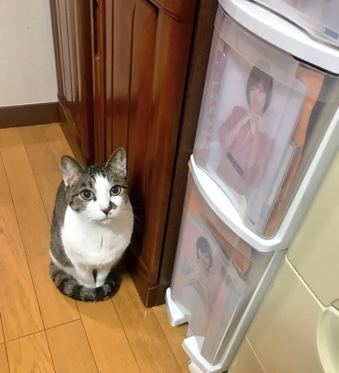 住職さんとこの朝ごはん風景 猫さんたちの終始お行儀のいい様子がこちら えらい ちゃんと待ってる Togetter 住職さんとこの朝ごはん風景 猫さんたちの終始お行儀のいい様子がこちら えらい ちゃんと待ってる Togetter