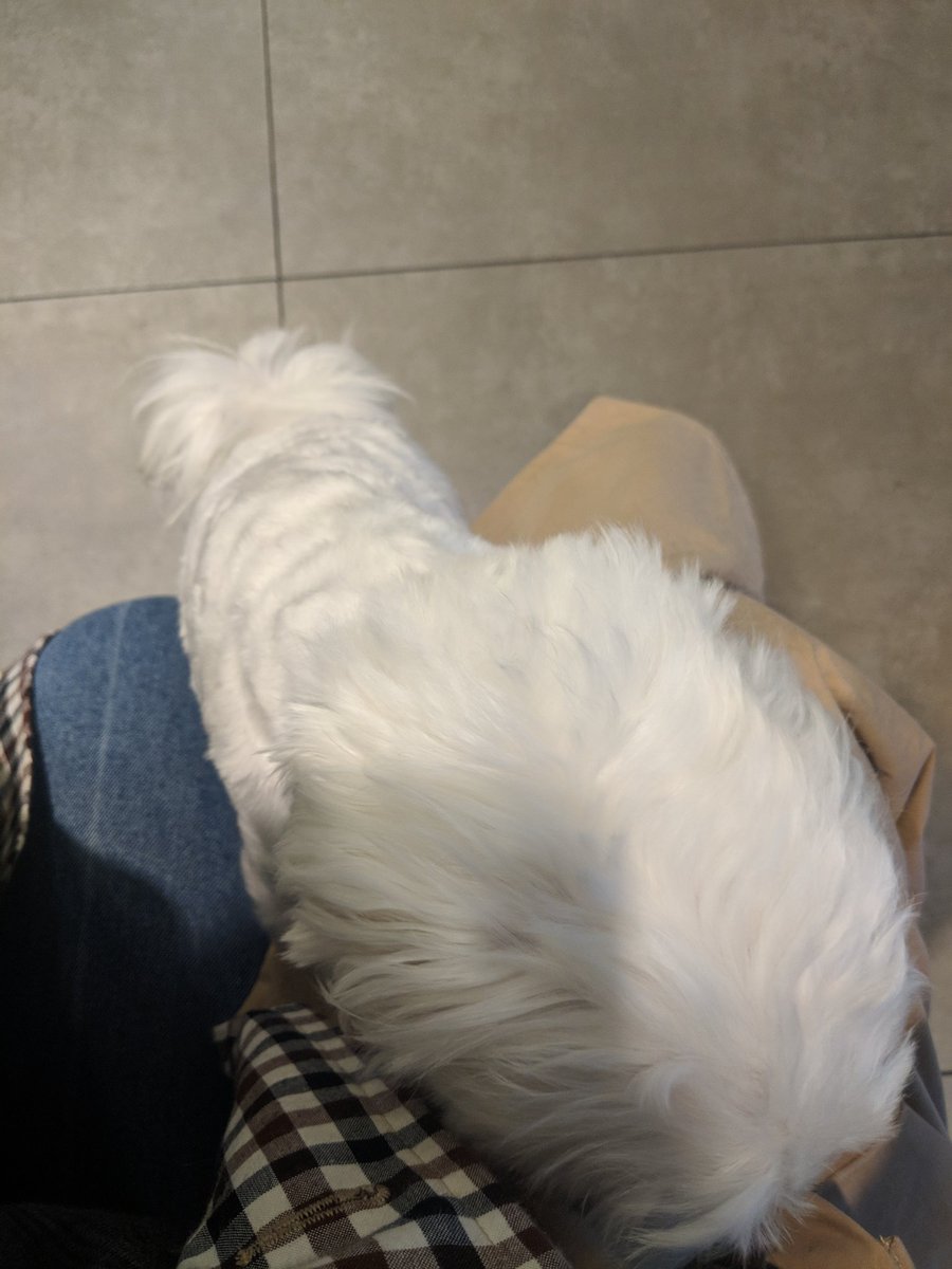 어제 동물병원에서 어김없이 나를 반겨준 터줏대감님. 넘나 숨김없이 나를 예뻐해! 나랑 놀아줘!라고 달려들어서, 아리 때문에 속상한 마음이 잠깐이나마 풀렸다.