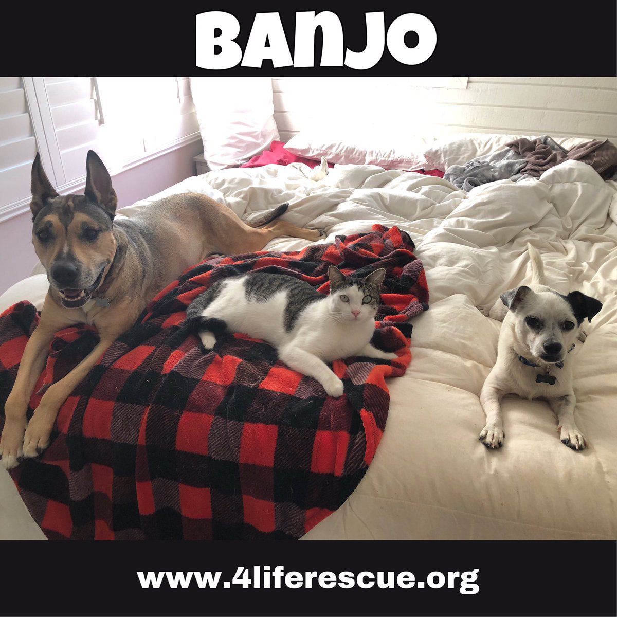 Check our little Banjo living his #bestlife in his foster home! This little guy has the best personality and is cute to boot!

Adopt Banjo at:
4liferescue.org/banjo.html

Orange, CA / 4Life Animal Rescue
