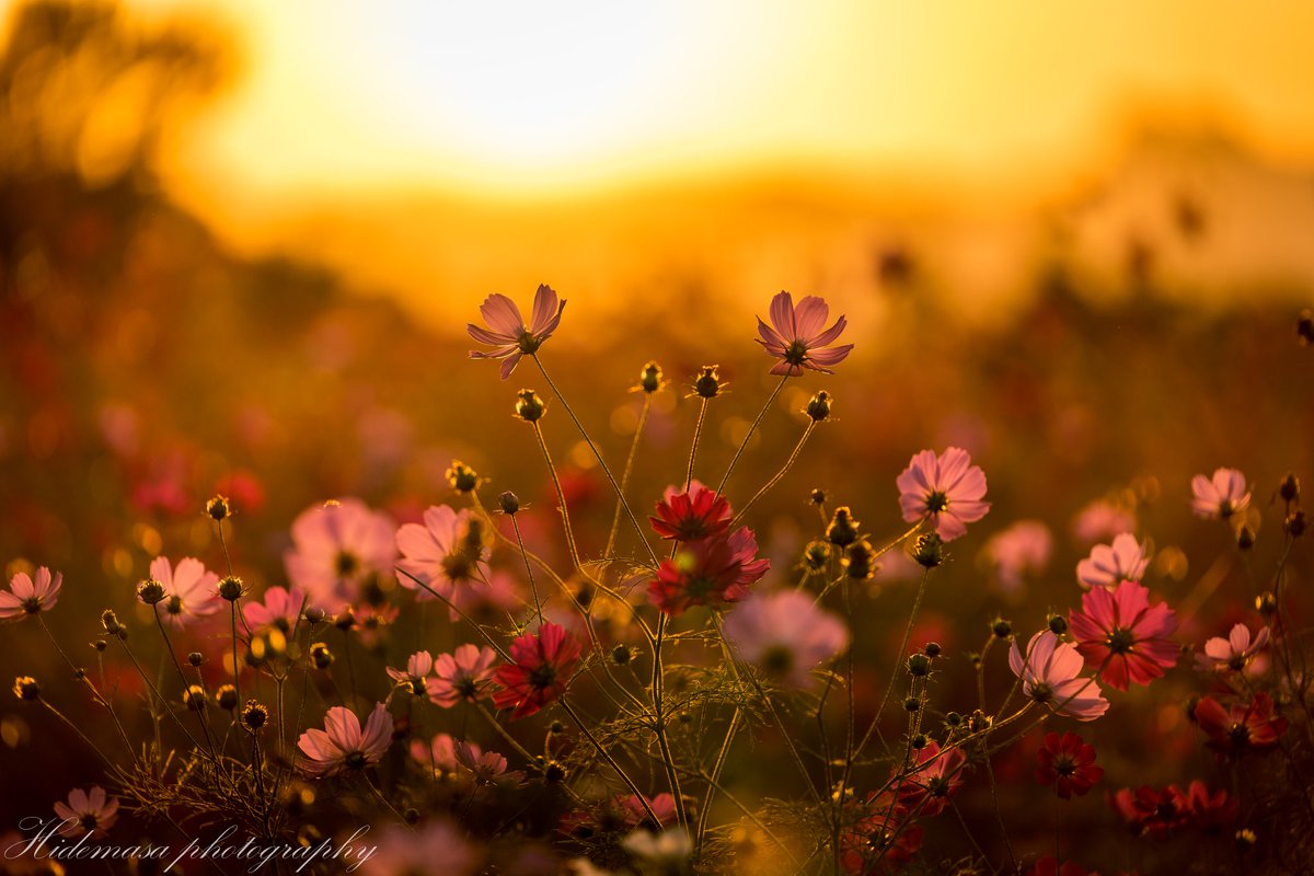 Hi_DesignFocus's tweet image. コスモス② ~鼻高展望花の丘~
#コスモス #鼻高展望花の丘 #写真好きな人と繋がりたい #写真で伝えたい私の世界 #ファインダー越しの私の世界 #photography #東京カメラ部 #Cosmos