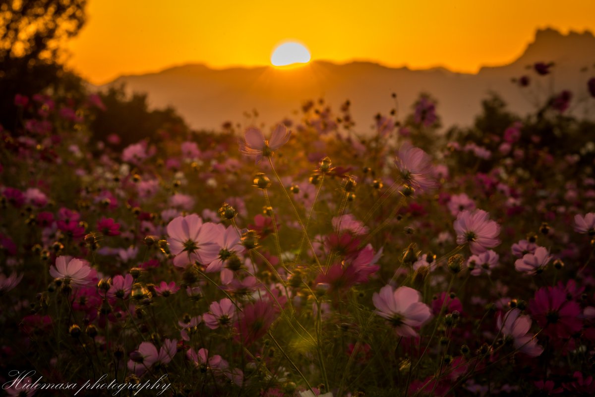 Hi_DesignFocus's tweet image. コスモス② ~鼻高展望花の丘~
#コスモス #鼻高展望花の丘 #写真好きな人と繋がりたい #写真で伝えたい私の世界 #ファインダー越しの私の世界 #photography #東京カメラ部 #Cosmos