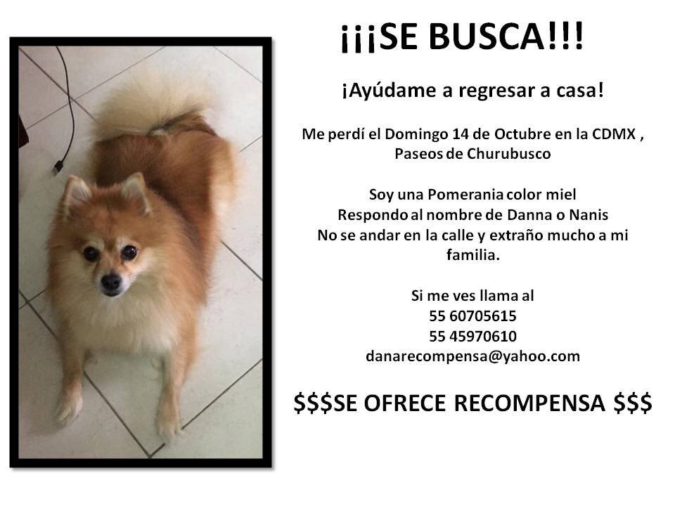 lizzania's tweet photo. Me ayudan a dar RT para encontrarla la extraño mucho! No haré preguntas simplemente estaré eternamente agradecida 🙏🏻🐾 #BuscandoADanna #Ayuda #Pomerania #Comparte @PetcoMexico @SuavesLomitos @Alc_Iztapalapa @ClaraBrugadaM @PETSMexico @PerdiDogsCDMX @PerdiDogsMx @PerdidosEncont https://t.co/jqdYH9csHM
