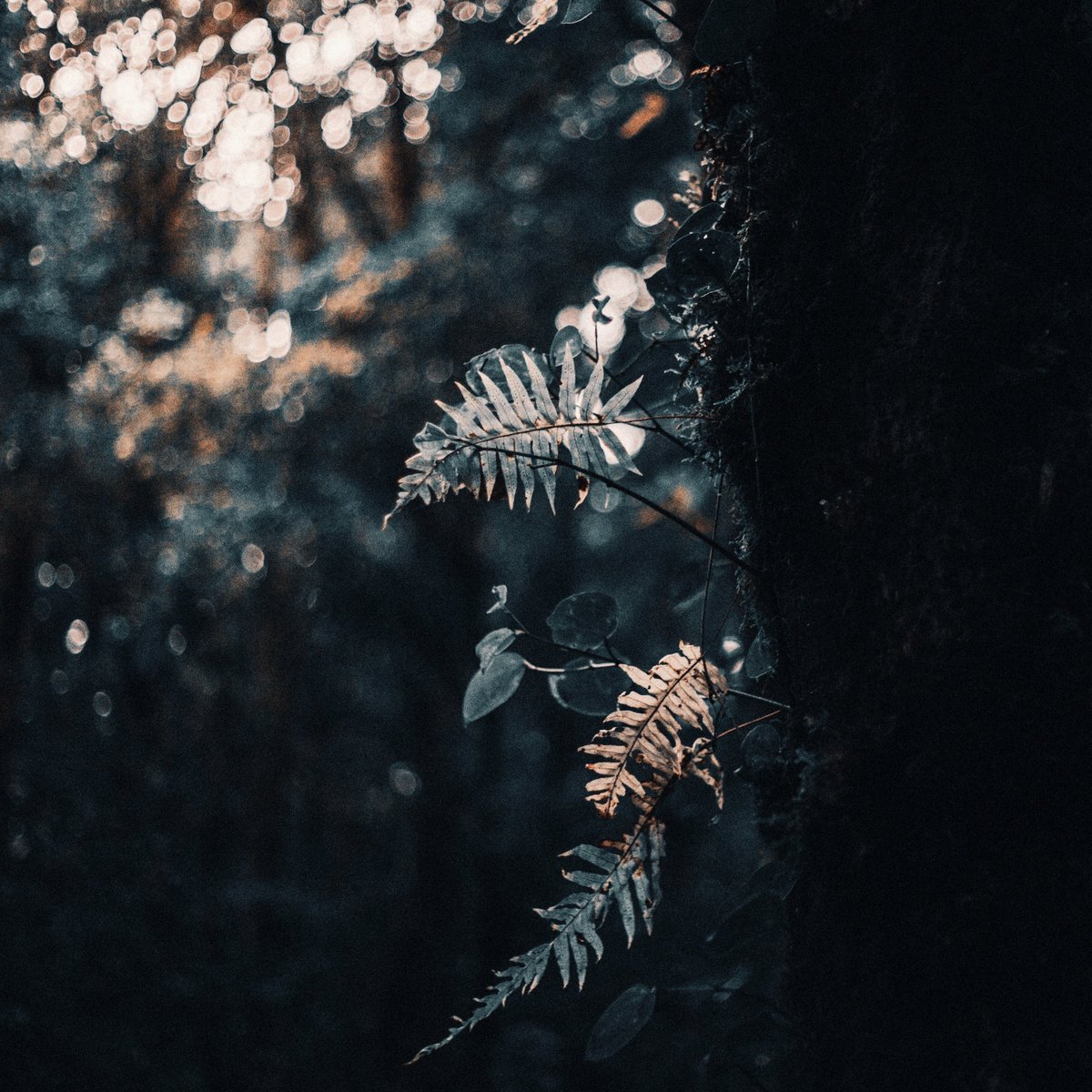 oadenn's tweet image. บันทึกเรื่องราวผ่านภาพถ่าย
กิ่วแม่ปาน , เชียงใหม่