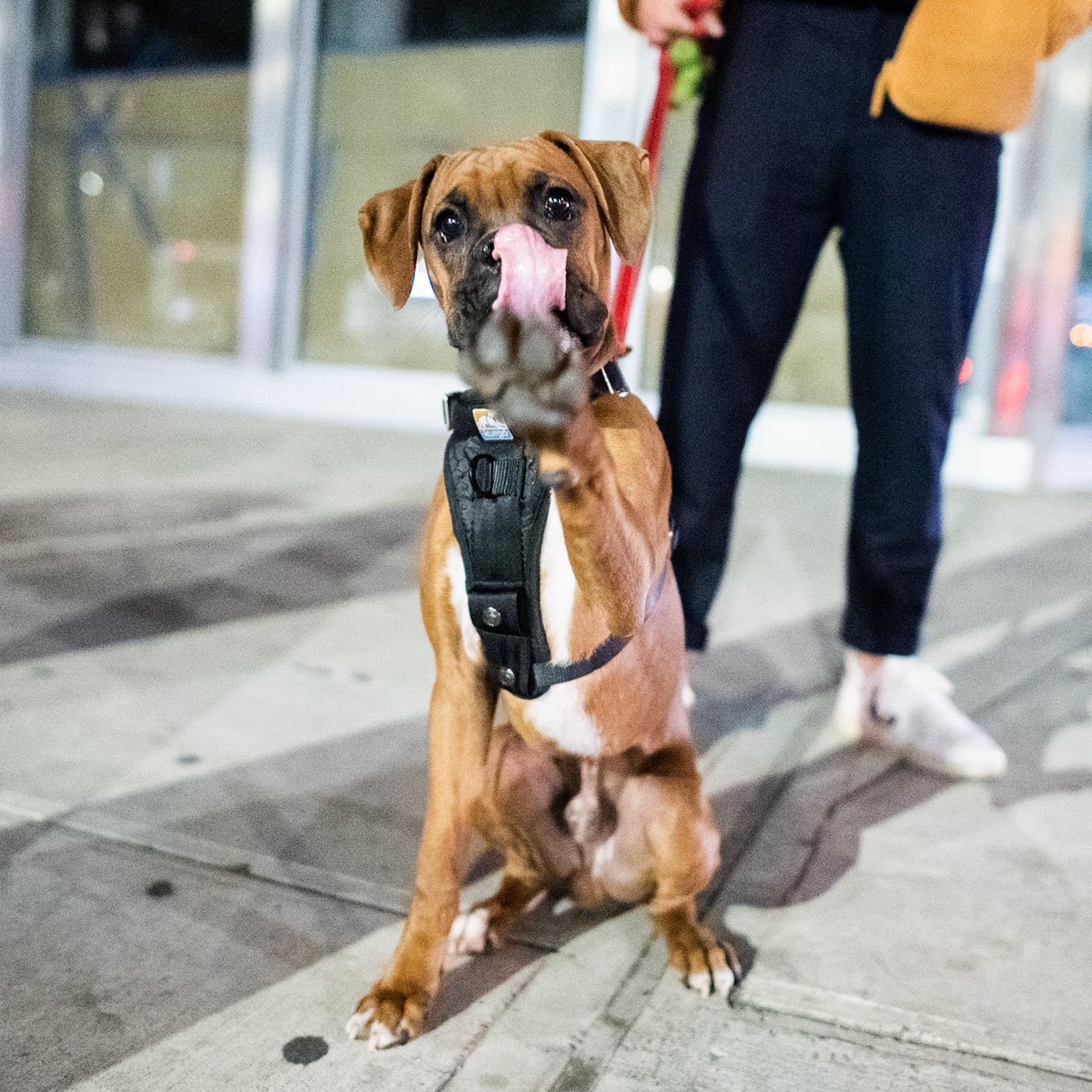 Milo, Boxer (6 m/o), 3rd &amp; Bowery, New York, NY • “He always poops twice. He’ll get one done, then five minutes later it’s number two.”