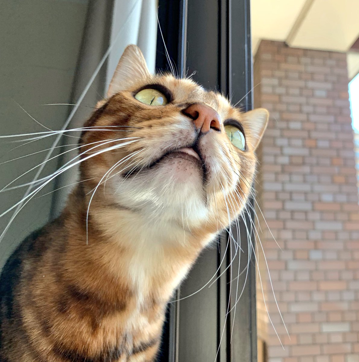 友子ちゃんとお兄ちゃん ねこ フェレット おはようにゃーん 空気の入れ替えしてる時 お鼻がヒクヒクなってしまいますにゃん笑 猫部 ふわもこ部 友子のつぶやき