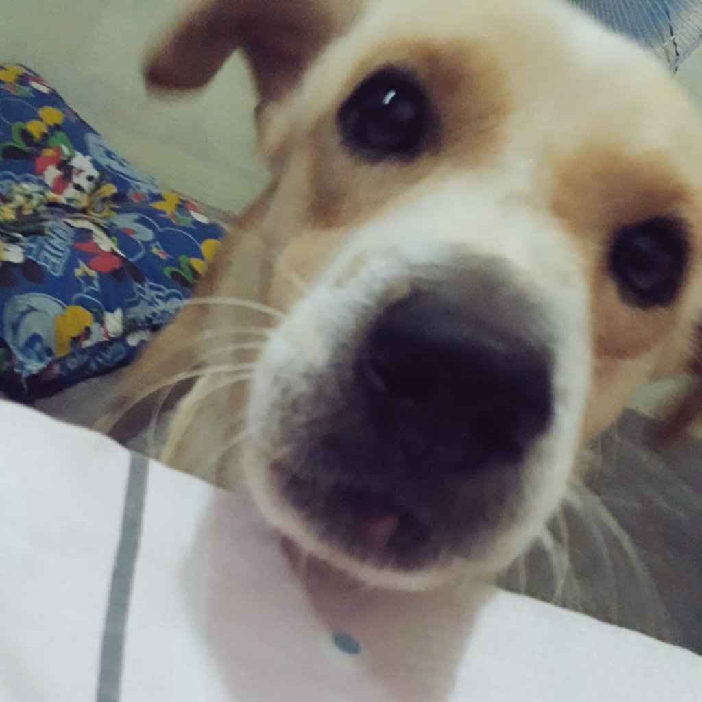 jengzapanta's tweet photo. hooman.. wake up..outside.. walk.. now!
🐕🐶🤣🤣🤣
#nutello https://t.co/vSoYD6Wqkx