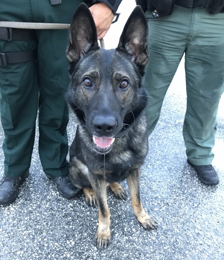PascoSheriff's tweet image. In honor of K9 Shep arriving in NYC, it time for a giveaway! 🙌

We'll give of our followers PINK #GetOffMyDogBro shirts if this post reaches 600+ RT's tonight! Who's in?! 😎👍 Let's go #LivePDNation!

Must be following, RT this, &amp;amp; their state/province on their profile!