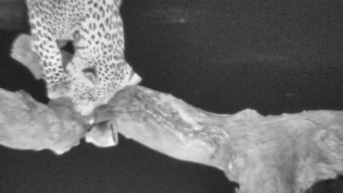 myrtleSC1's tweet photo. @Boxormoney Senso, Look at Hosana .Intrigued with the Nest Cam tonight . He adjusted it , and wiped the lens π #FutureVideographer @Tristan1986 #safarilive https://t.co/pEMVxvBuzu