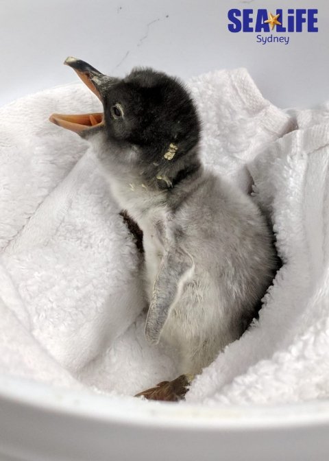 BABY SPHENGIC IS HERE! 🐧😍🎉 Born Friday 19th October @ 5:46pm, weighing just 91g! Gender TBC in 2 months. Both dads are doing well and are so in love with their precious bub. 🐧🐧 Full story: bit.ly/2Ji0OfZ #BabySphengic