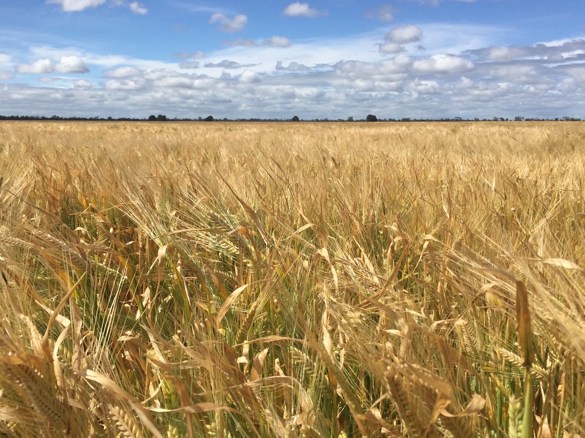 DavidEvans_59's tweet image. Saw these crops a month ago just south of Keith, have kicked on well since then. #coolspring @GrainGrowersLtd