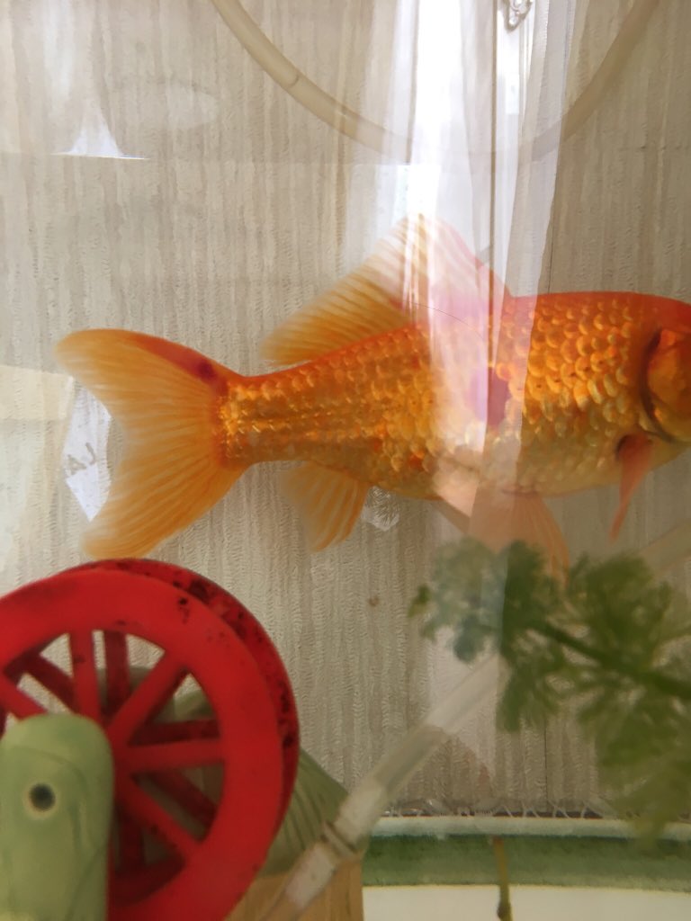 金魚 お腹の膨らみ 金魚 お腹の膨らみ