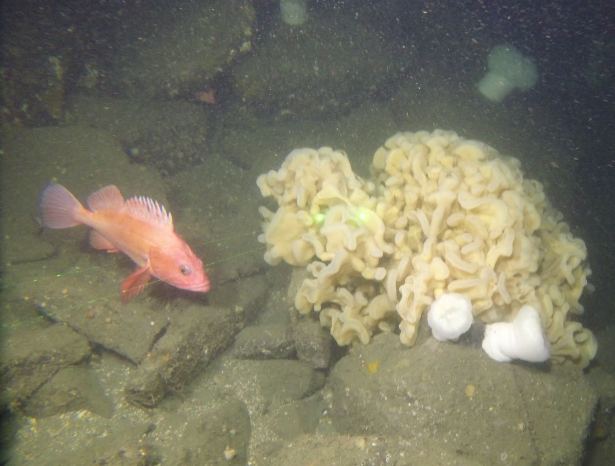 Beautiful #glasssponge and #yelloweye #rockfish for #SpongeThursday