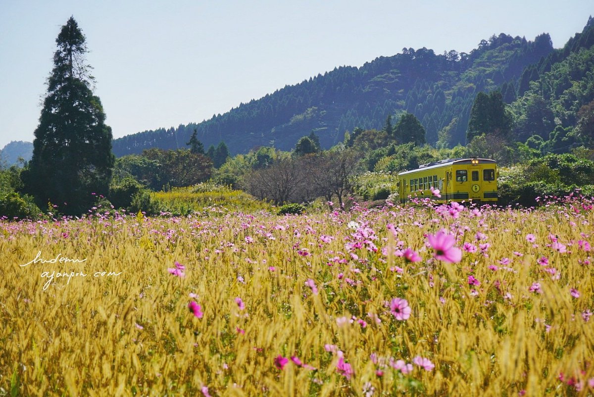 ট ইট র ひでみ コスモスの草原をぬけて 18 10 25 撮影 房総 千葉県 いすみ鉄道 ムーミン列車 鉄道のある風景 のどかな風景 コスモス畑 秋桜 草原 エノコログサ 里山 房総の絶景 Japancountryside Japan Boso Chiba Isumirail Railroad