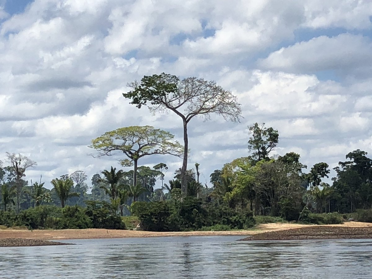 micheldurandedf's tweet photo. Un peu de #guyane avec sa forêt, ses #fromagers l’arbre sacré, et ses sauts https://t.co/y4HhnKfFZD