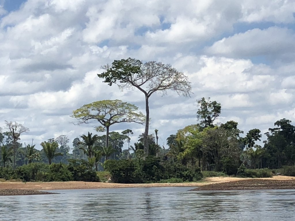 micheldurandedf's tweet photo. @Bondamanjak Désolé mais en Guyane ils sont un peu plus grands https://t.co/TYMuC0Gy2J
