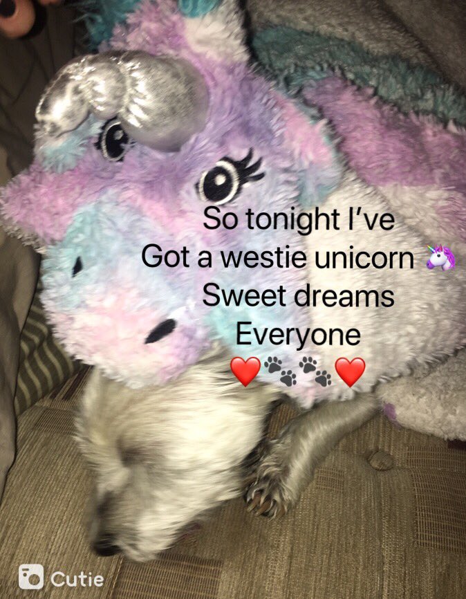westietambo's tweet photo. Sweet dreams ❤️🐾🐾❤️ https://t.co/G7gaNt2rug