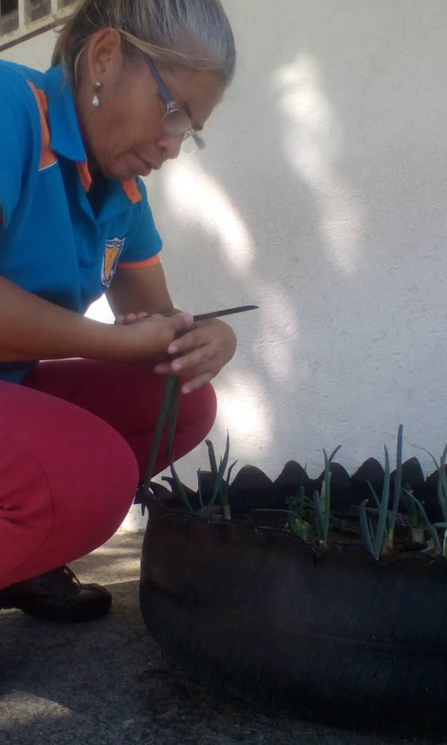 Circuitoedu28's tweet photo. #Bolivar #Heres 👉 Cosechando Cebollín del Conuco Escolar de EBN Libertador. @MPPEDUCACION @sheieduc @psuvaristobulo @NicolasMaduro @RosangelaOrozco @Nancyor7 @eugeniapinero @PTMSNACIONAL @debizona84 @SaIaBolivar https://t.co/2G0r8px1X9