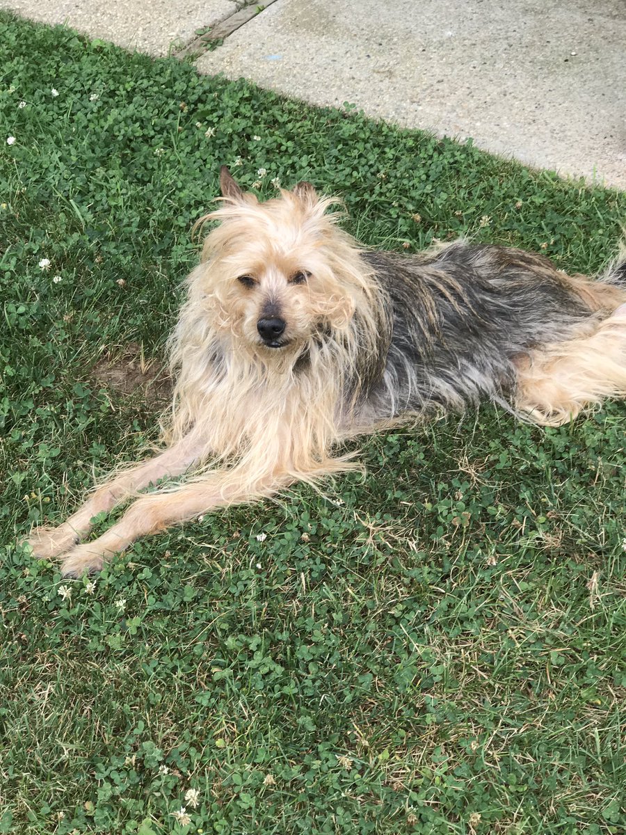 Rest In Peace my handsome lil son~ Mommy loves you so much and will never stop loving you~ I’m so glad you came into my life and brought joy and love into our family. Pogo Faith you were one of the best sons in the world and I’m heartbroken without you~ we will meet again my boy