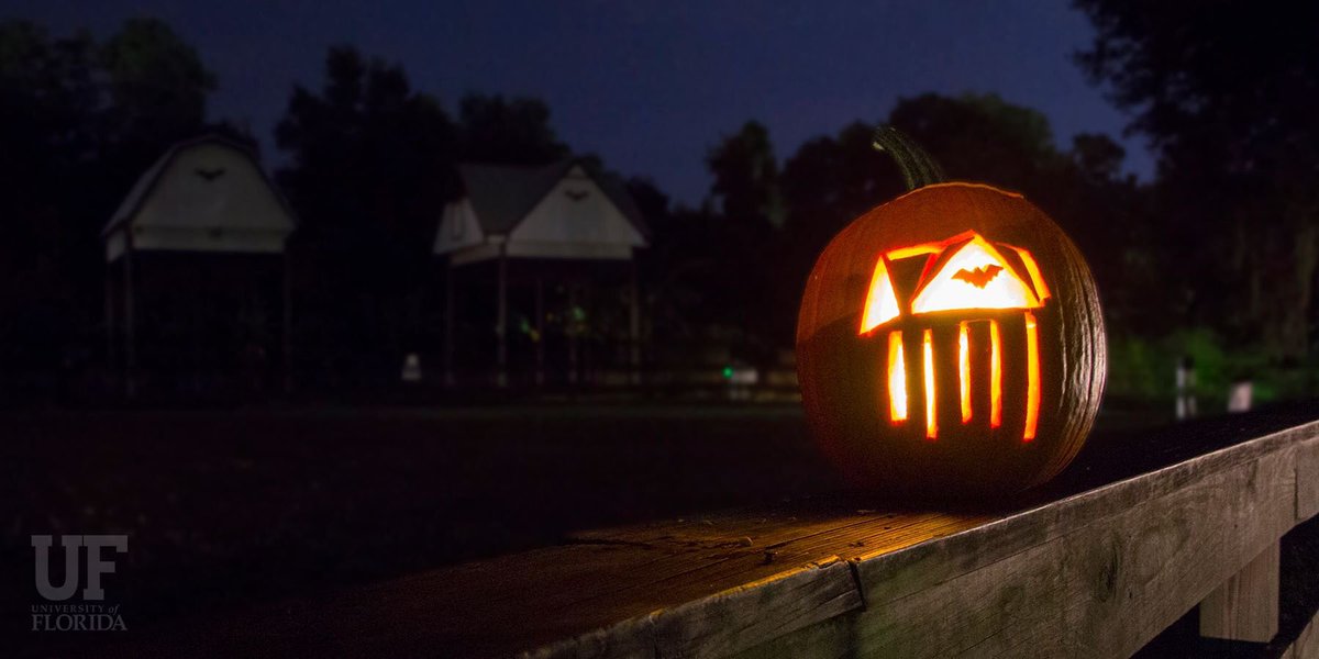 UF's tweet photo. Make a UF-themed jack-o'-lantern? Share a pic with the #UFpumpkin hashtag.
Go Gators! https://t.co/WVUKK5w0YG