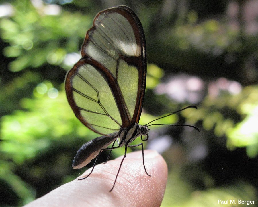 pmberger's tweet photo. #ButterflyOfTheDay! Clearwing  #AMNH https://t.co/Dtin2UrHJ5