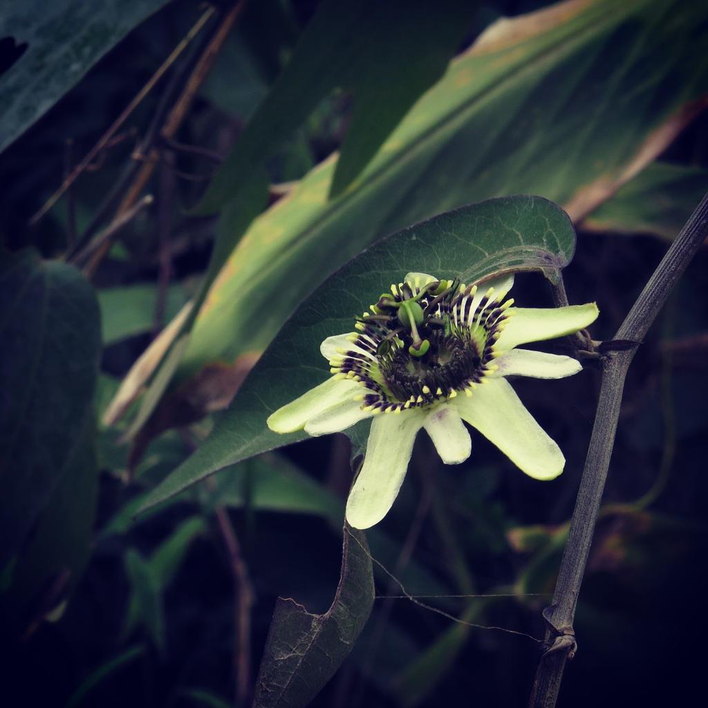 ItziFragoso's tweet photo. 💕Passiflora indecora (id Boris Ibañez) #PlantsofEcuador #PlantasdeEcuador https://t.co/FFKi63Wogq