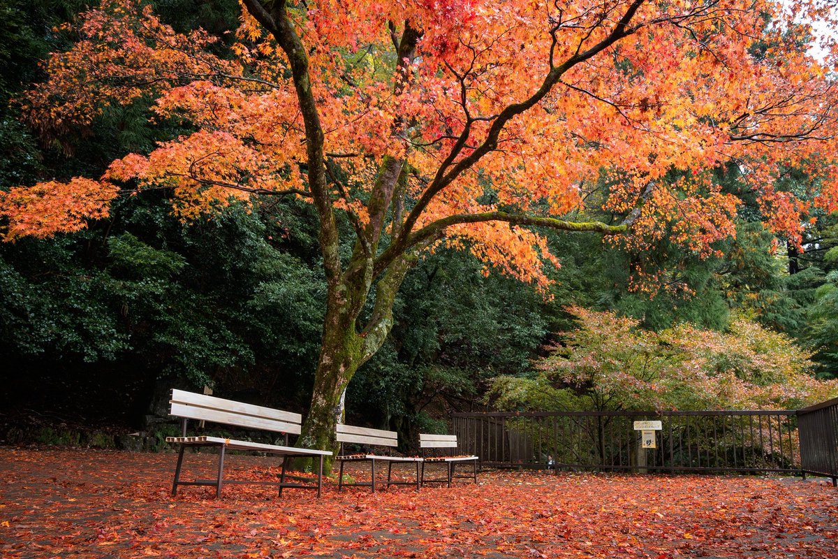 鴨片攝影akira Hsu على تويتر 鞍馬寺旬の席 Olympus Pen F Olympus 12 100mm F4 0 Is Pro 17京都紅葉紀行 旅行攝影 日本 關西 京都 Olympus Penf pro Penflens Olympustwshare