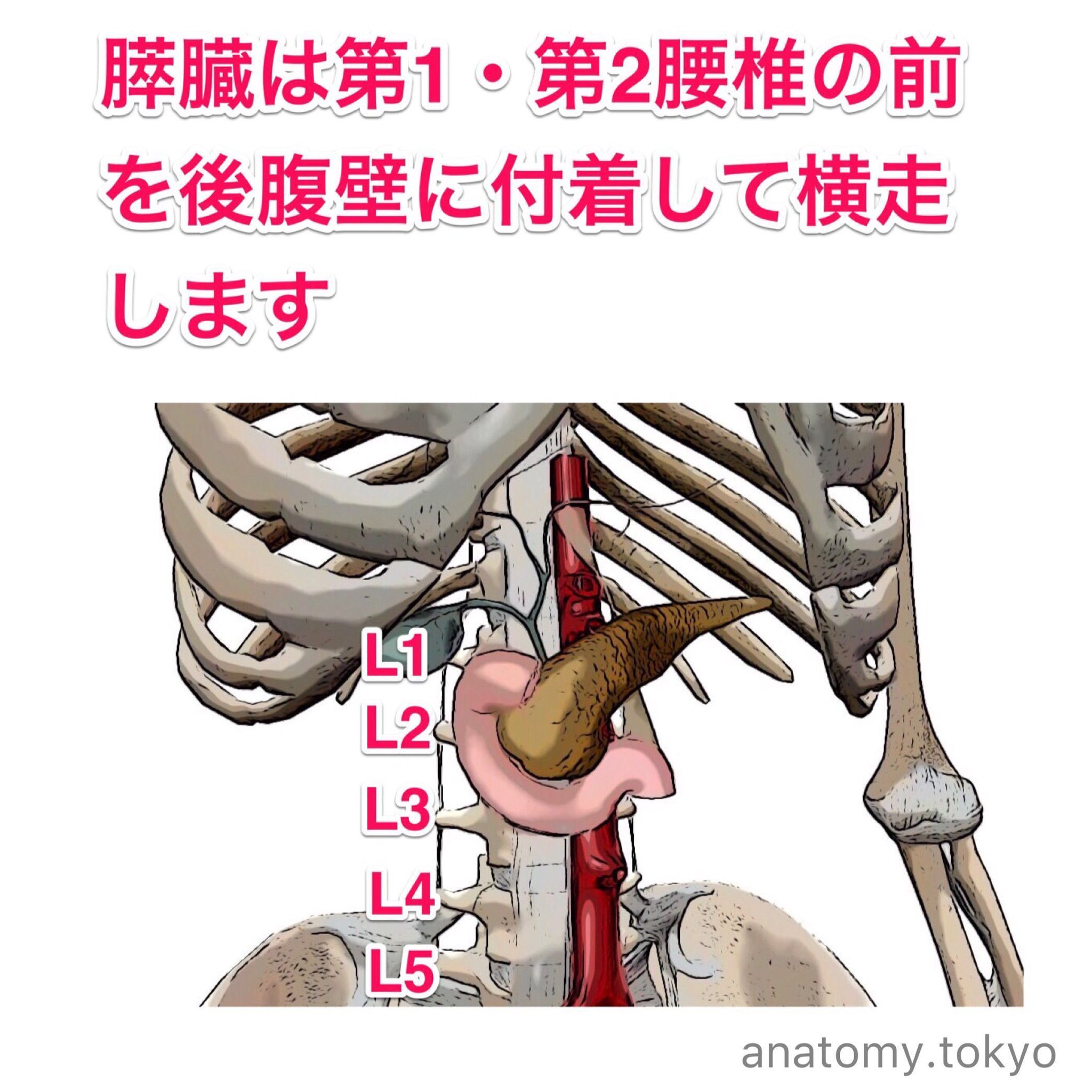 岡嶋解剖学 岡嶋解剖学 - 杏林書院