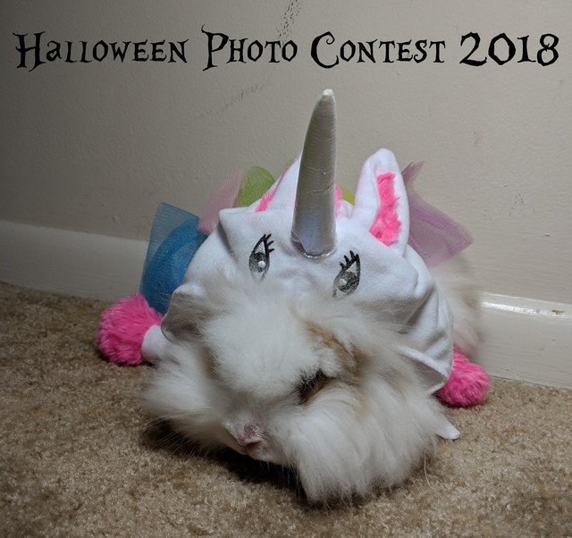 HappyManes8's tweet photo. Contest ends October 29!
https://t.co/025wpnj3nS
#rabbits #bunnies #pets #cuteanimals #Halloween2018 https://t.co/2nDXODTFYP