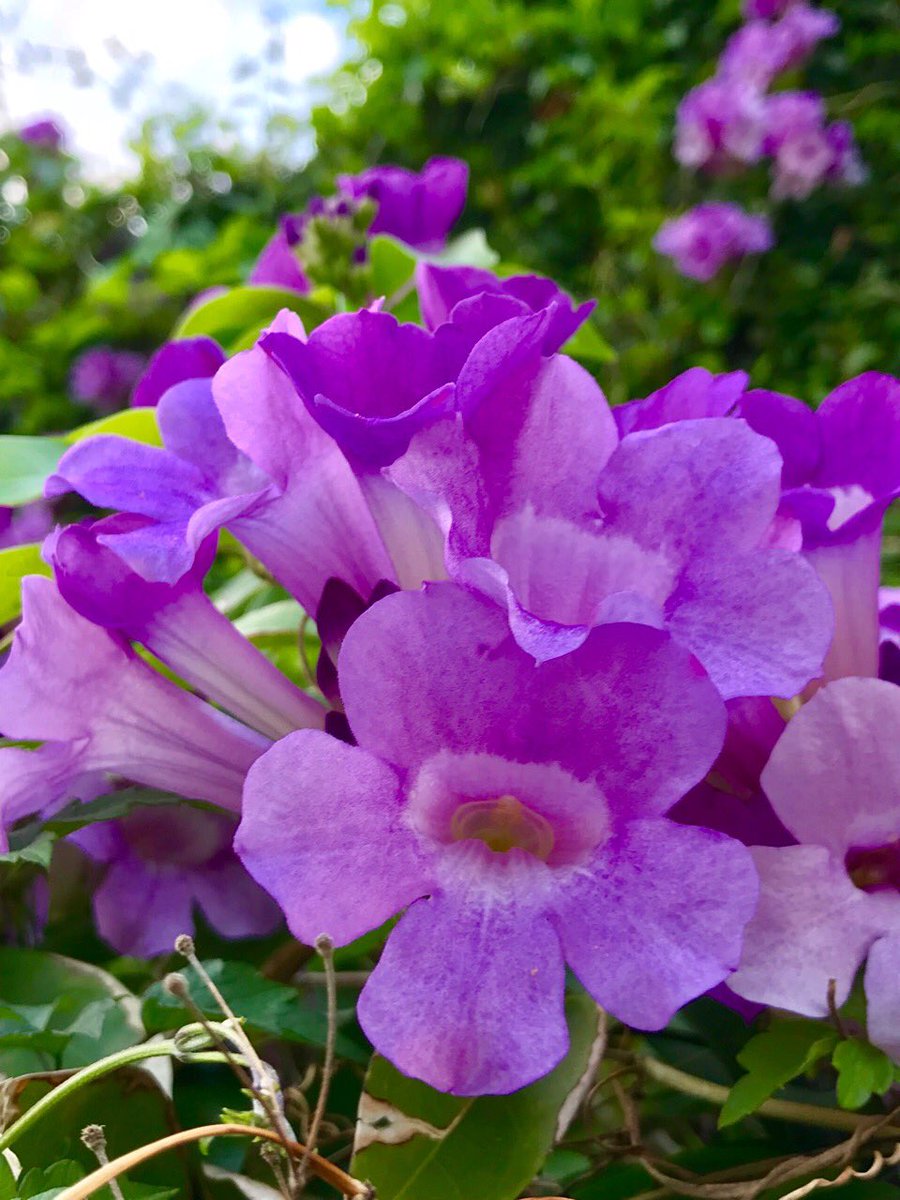 敬子 ご近所さんちの ニンニクカズラ 別名ガーリックバイン が咲いています ラッパ状の青紫色の花 見た目綺麗な花だけど 花 や葉がニンニクの匂いがするんですよね 花言葉は ありのままの私を見て 個性的