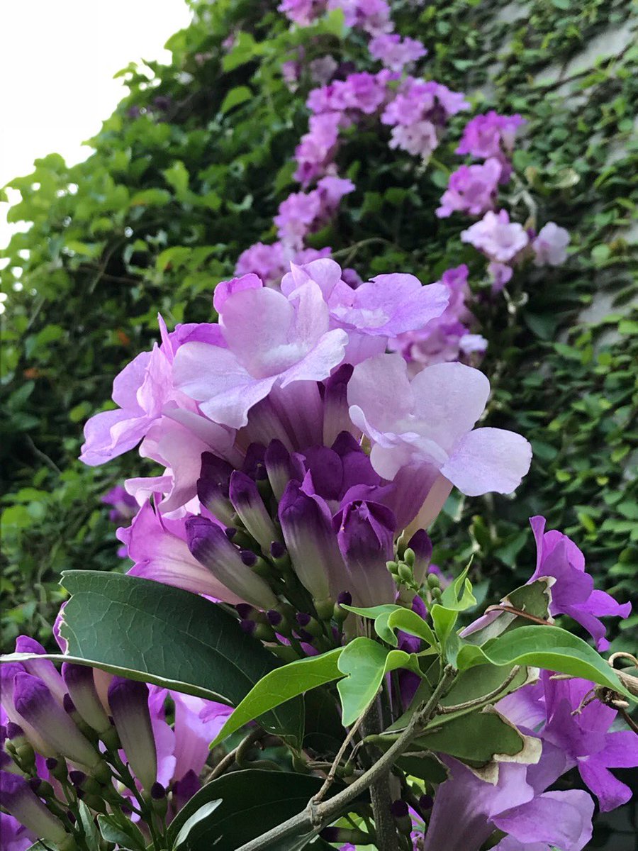 敬子 Op Twitter ご近所さんちの ニンニクカズラ 別名ガーリックバイン が咲いています ラッパ状の青紫色の花 見た目綺麗な花だけど 花や葉がニンニクの匂いがするんですよね 花言葉は ありのままの私を見て 個性的