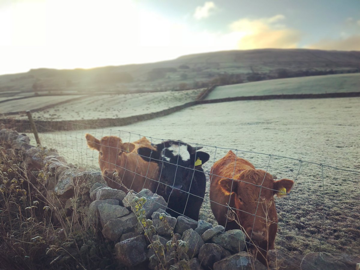 Sprinkle of frost early this morning ❄️🐄 #daleslife #dogwalking #hawes #Yorkshire #countryside #scenesofyorkshire