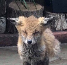 Savetherescue's tweet photo. Rags, the poorly fox and a little blind and deaf wood mouse, both came in this week, but we need your help to keep helping them,please #Bexhill https://t.co/su6yMiaNL2 https://t.co/0kwBW8OCuA