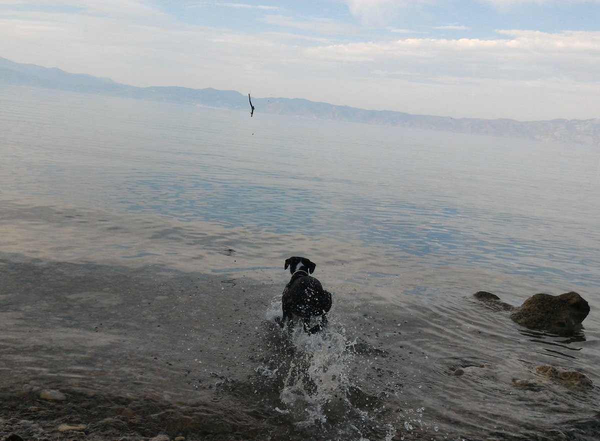 bugs_way's tweet image. This stick will be mine! #dogs #dogsoftwitter #dogfetch