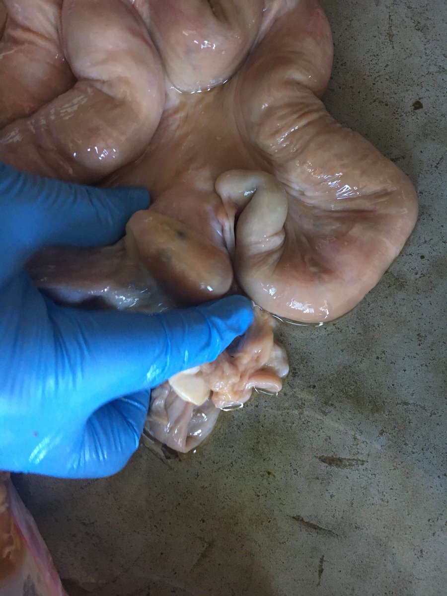 kiwiwoody's tweet photo. Fun anatomy lesson in cowshed today to show the team what I am doing when I am ABing the cows. Thanks to cow 541 who donated her reproductive tract. Felt good to tap into my knowledge gained from my repro class at uni all those years ago!! #mating18 #bovinereproduction #science https://t.co/WuRgzKdShY