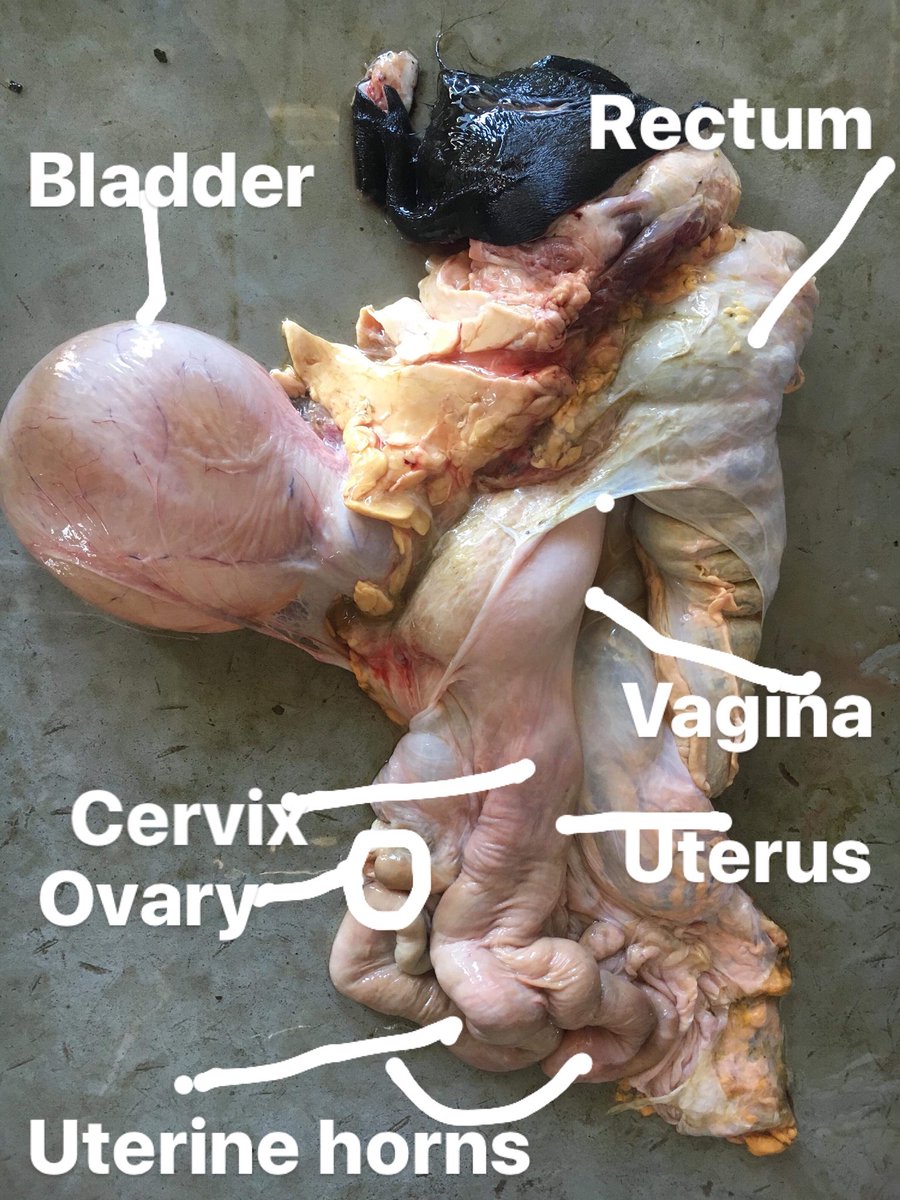 kiwiwoody's tweet photo. Fun anatomy lesson in cowshed today to show the team what I am doing when I am ABing the cows. Thanks to cow 541 who donated her reproductive tract. Felt good to tap into my knowledge gained from my repro class at uni all those years ago!! #mating18 #bovinereproduction #science https://t.co/WuRgzKdShY