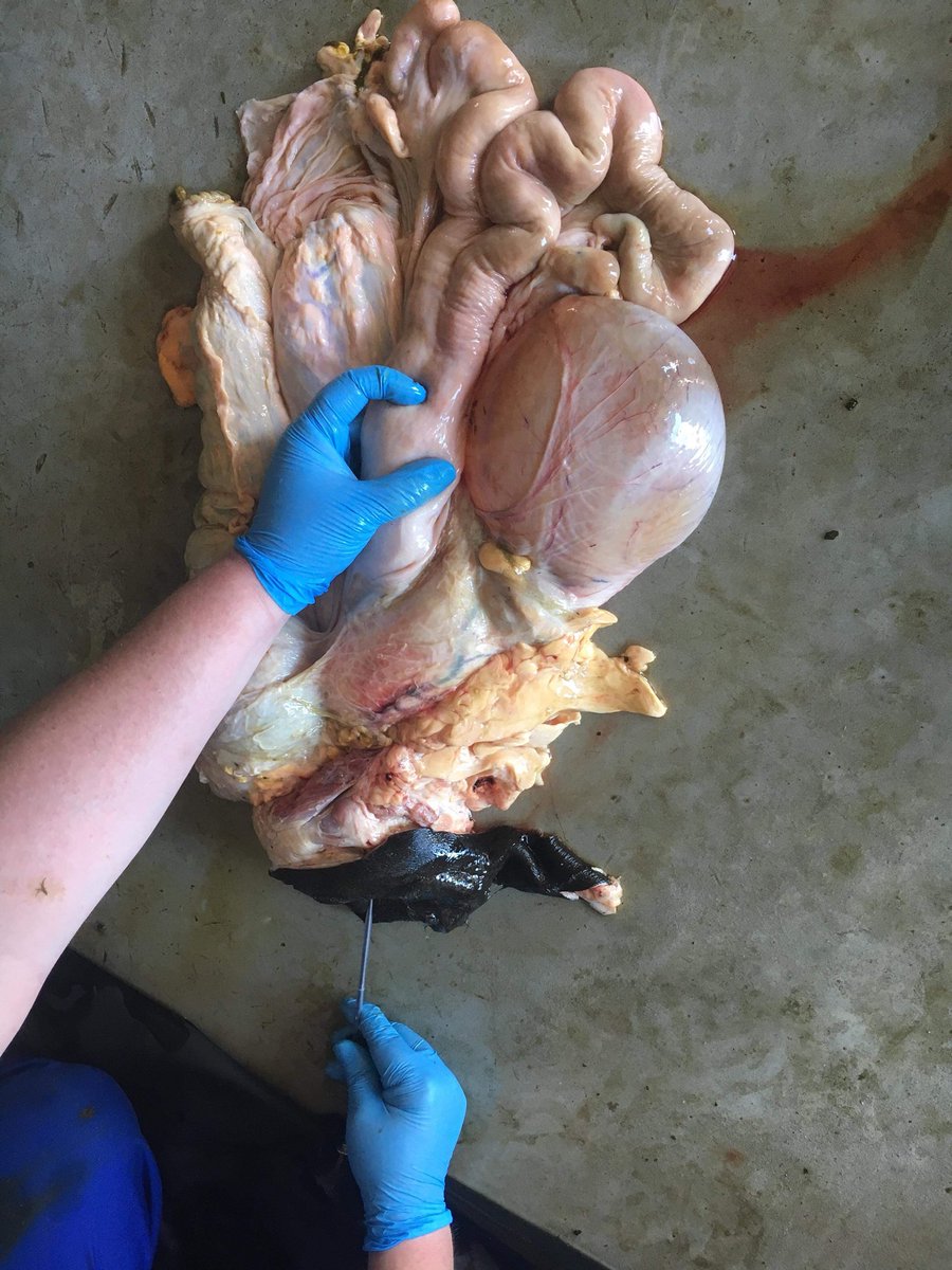 kiwiwoody's tweet photo. Fun anatomy lesson in cowshed today to show the team what I am doing when I am ABing the cows. Thanks to cow 541 who donated her reproductive tract. Felt good to tap into my knowledge gained from my repro class at uni all those years ago!! #mating18 #bovinereproduction #science https://t.co/WuRgzKdShY