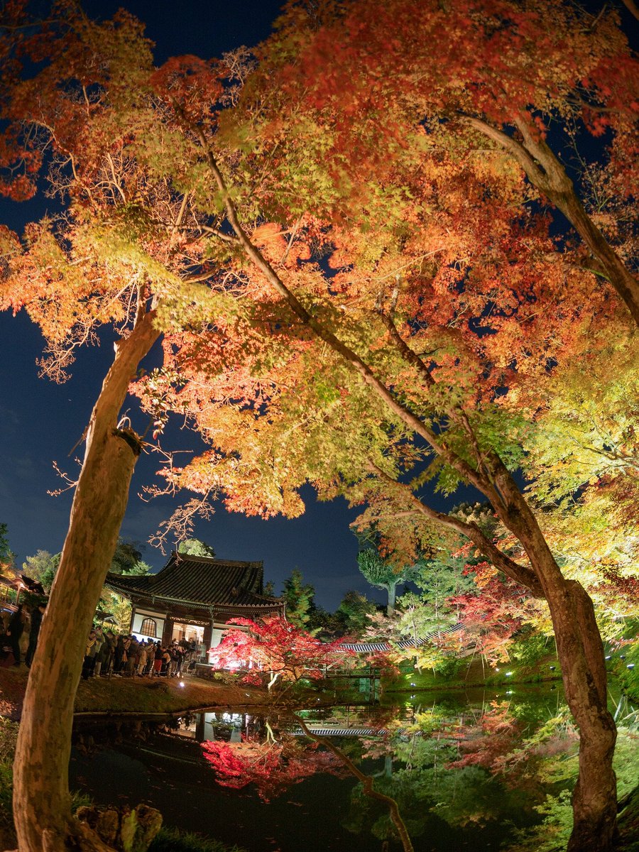 鴨片攝影akira Hsu 高台寺魚眼構圖 Olympus Pen F Olympus 8mm F1 8 Pro Fisheye 17京都紅葉紀行 旅行攝影 日本 關西 京都 Olympus Penf 818pro Fisheye Penflens