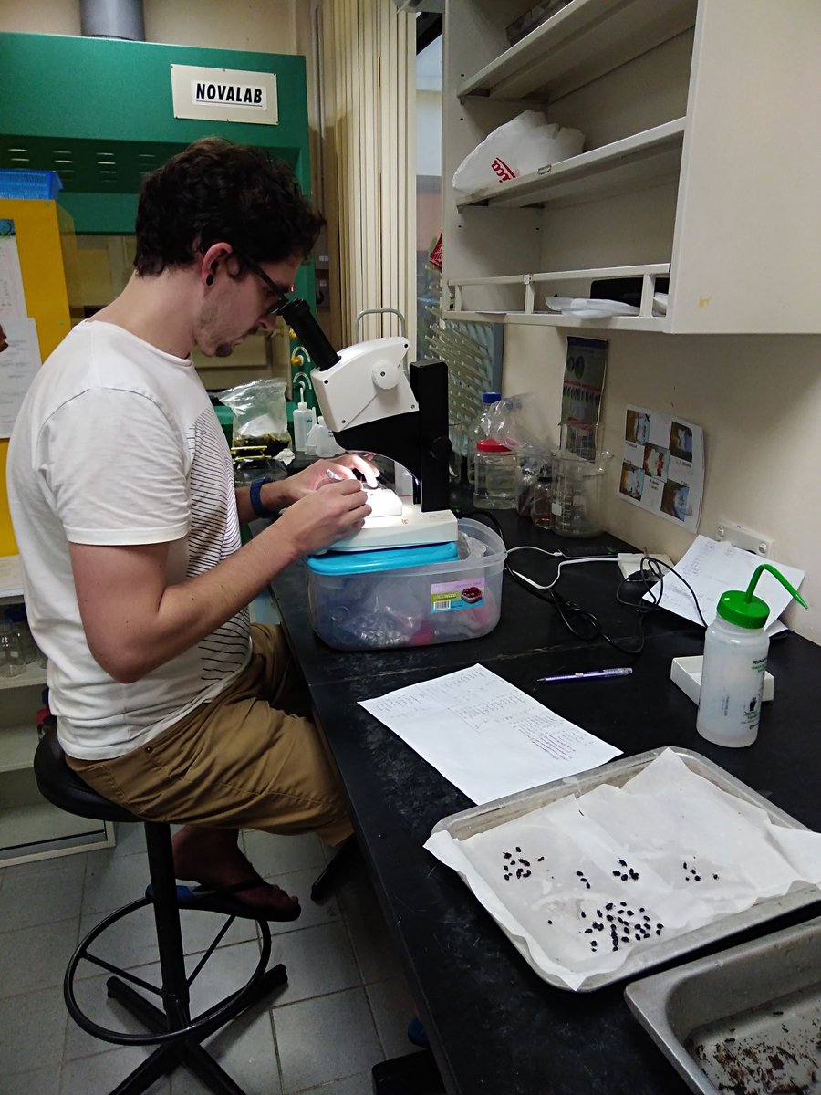 EleSlade's tweet image. Huge thank you to @JonathanParrett who spent the last 4 months iding thousands upon thousands of @HMTF_LOMBOK @SAFE_Project #dungbeetles, training @SEARRP RAs &amp;amp; PhD students @Liyuen93 @JoeWilliamson93, &amp;amp; making an amazing key and guide to the dung beetles of Sabah. Terima kasih!