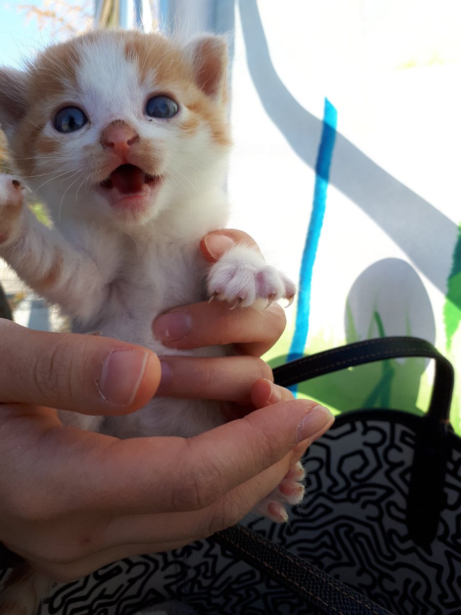 😂도움도움도움도움도움도움😂 
아가고영 주말동안 임보하게됏어요 병이나 기생충은 없고 동물병원에서 분유랑 애기용 캔만 받았다는데 주말 이틀정도만 임보할것같은데 고양이 집이나 목욕용품 사야하나요 아님 굳이 살필요없나요?!?