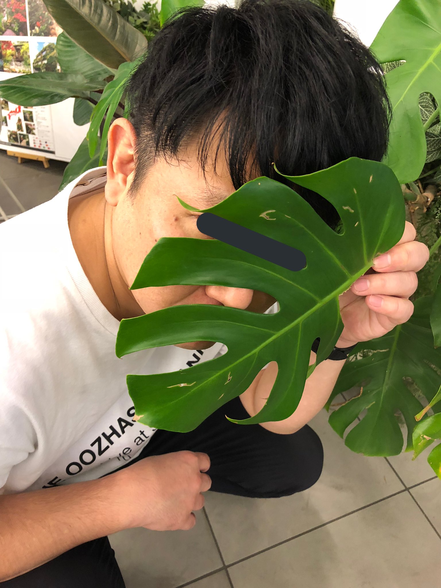 松田大輔 松田かるかん モンステラ 樹液にはシュウ酸カルシウムという毒性のある物質が含まれているので 葉を切った時に樹液が皮膚や粘膜に付かないように 皮膚や粘膜についた場合は よく水で洗い流してくださいね T Co Rhkpqr0iao Twitter