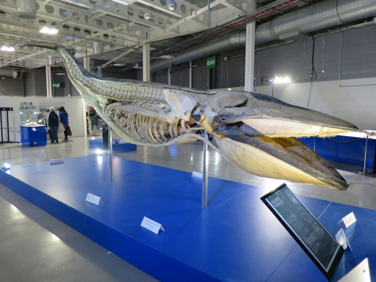 otolith_nerd's tweet photo. Fascinating trip to @SeaCreatureTour in Harrogate. Some amazing plasticised #marine megafauna, but the pufferfish and turbot were amongst my highlights #fish https://t.co/OUZzfOpAmh