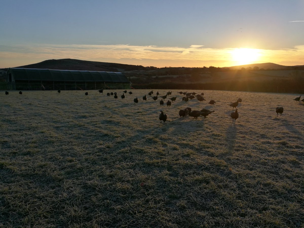 Cold to the touch this morning, while the birds warm up in the sun #Frost #Autumn #FreeRangeBronze #53DaysTillXmas #DevonHour