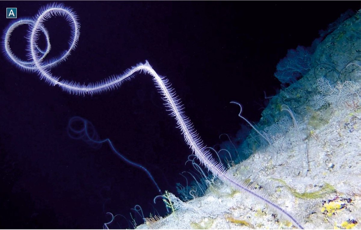 nektonmission's tweet photo. Antipatharians (black corals):
(in order)
Stichopathes spp. (wire corals)
Distichopathes filix
Tanacetipathes hirta (bottle-brush bush coral)
Tanacetipathes tanacetum (bottle-brush black coral)
#mesophotic #MCEs #rariphotic #coralreefs #deepreefs #Bermuda https://t.co/L1SakAoSx3