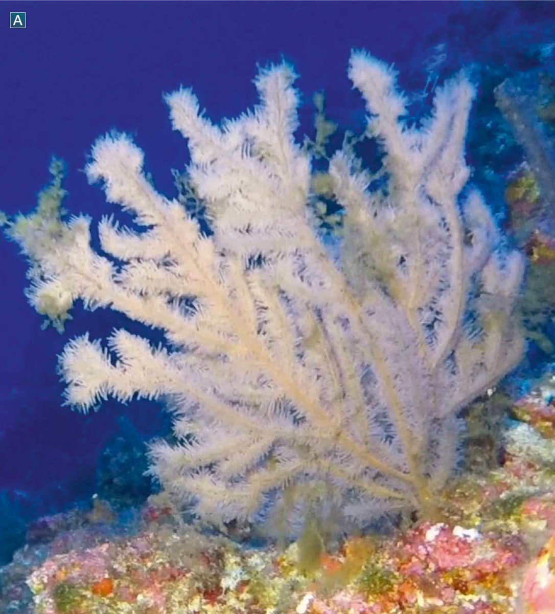 nektonmission's tweet photo. Antipatharians (black corals):
(in order)
Stichopathes spp. (wire corals)
Distichopathes filix
Tanacetipathes hirta (bottle-brush bush coral)
Tanacetipathes tanacetum (bottle-brush black coral)
#mesophotic #MCEs #rariphotic #coralreefs #deepreefs #Bermuda https://t.co/L1SakAoSx3