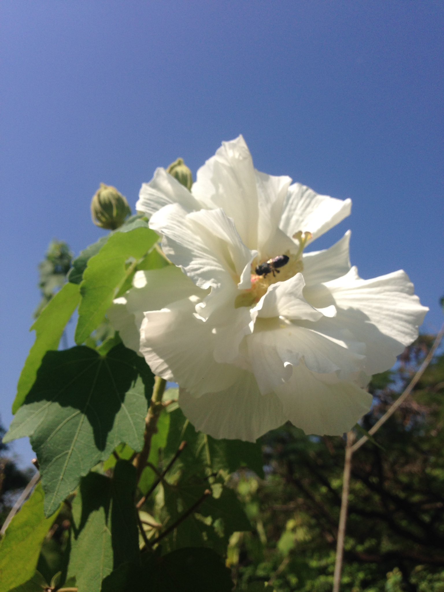花❁ CottonRoseHibiscus - Search / X