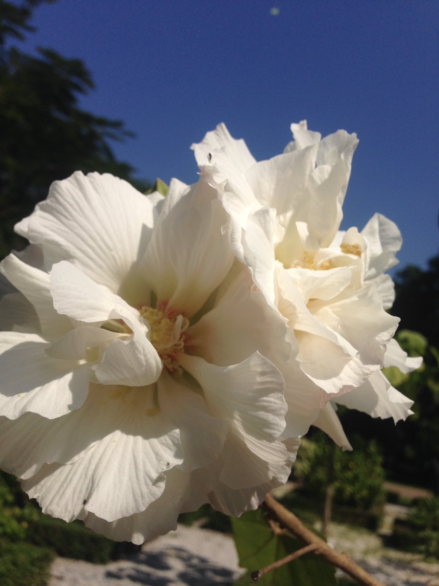 花❁ CottonRoseHibiscus - Search / X