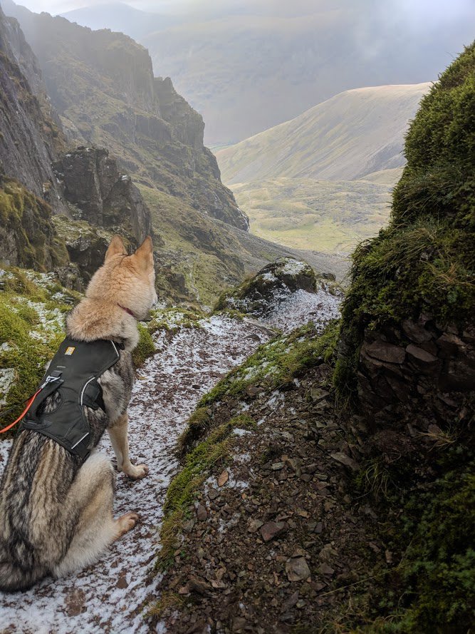danielkinguk's tweet photo. Trail run, then hike, up to #Scafell #Styhead, finshed with excellent lunch @WasdaleHeadInn. #Wolf approves of snow on #ScafellPike, shame there was not more of it. #NotJustLakes #Runtagit https://t.co/mBOHdRTRyo