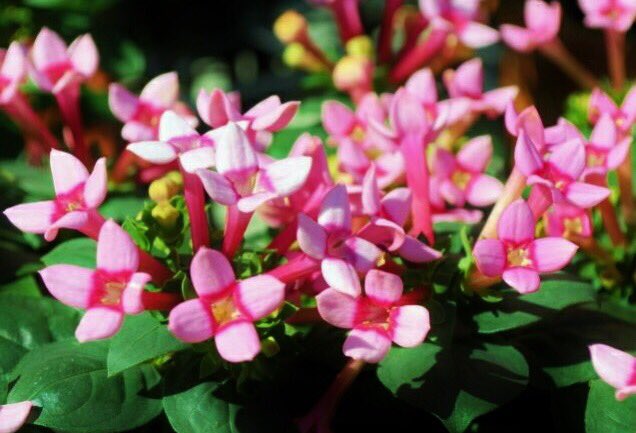 花 恋は短い 夢 の ようなものだけど 女心は 夢 を みるのが好きなの 夢 のくちづけ 夢 の涙 喜びも悲しみも みんな 夢 の中 みんな夢の中 今日の誕生花 ブバルディア 花言葉 夢 8時 ﾅｴ